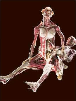 corpsefuck <b>Dead sexy</b>: von Hagens' copulating corpses